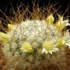 Mammillaria_rekoi_ssp_leptacantha